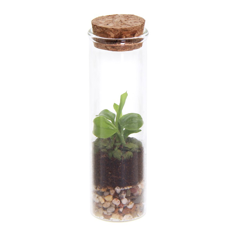 Ecosysteem